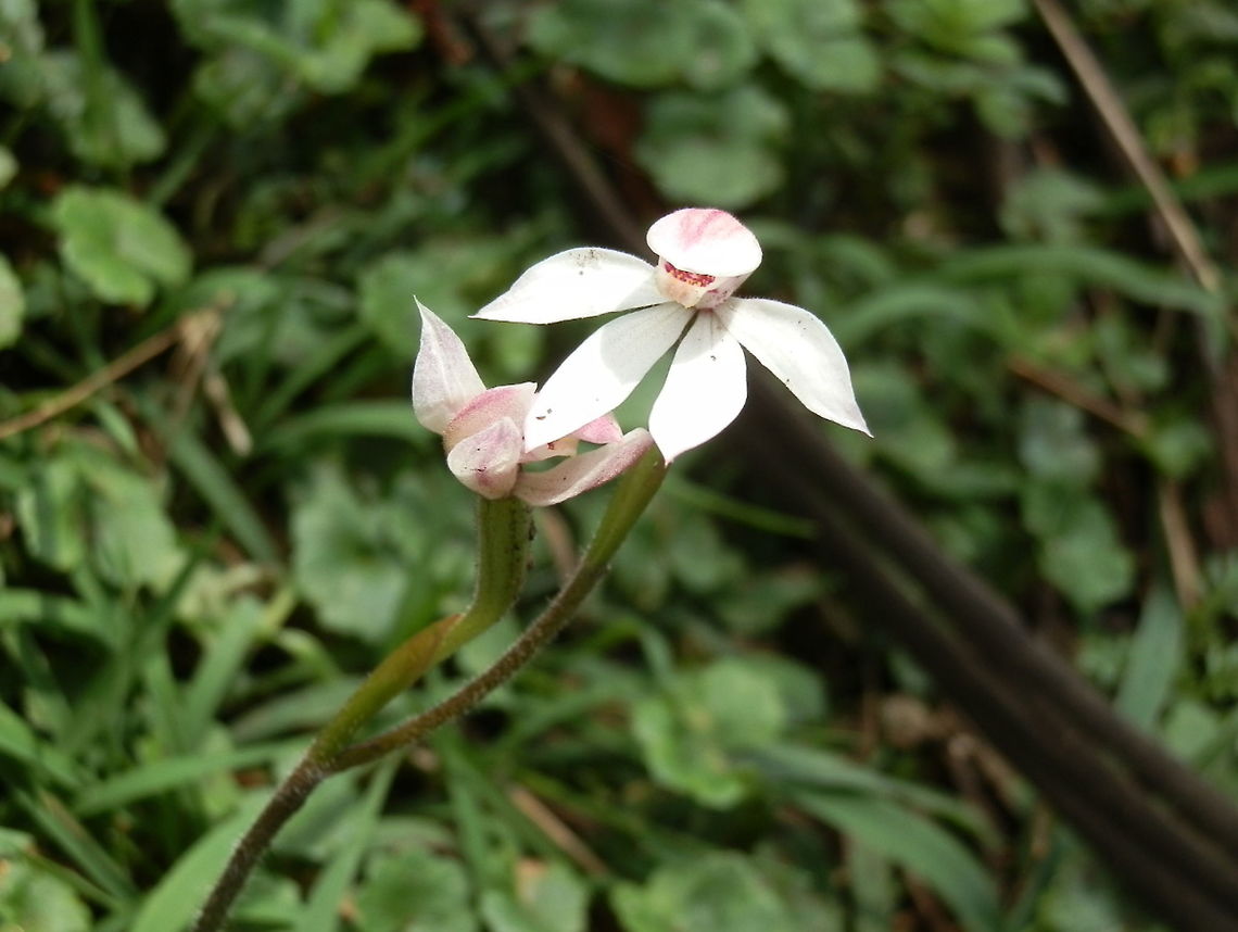 Alpine Caladenia/Mountain Hooded-orchid These beautiful orchids were about 25 cms tall. Flowers were on stout stems with pink tinges on the hood-forming central sepal. The other sepals and petals were spread out. The labellum had dark redish spots and transverse bars. Leaves were fleshy and lanceolate.<br />
Spotted along the track in an alpine national park (Baw Baw NP) Australia,Caladenia alpina,Geotagged,Mountain caladenia,Spring