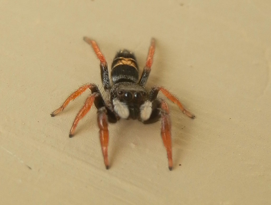 Jovial Jumping Spider -female This attractive jumping spider was just a little over 5 mm long. The body was black with a banded yellow pattern on the abdomen. Legs were brown and pedipalps were covered with white hairs.<br />
Spotted in the outer wall -suburban house. Apricia jovialis,Australia,Geotagged,Spring