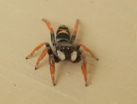 Jovial Jumping Spider -female This attractive jumping spider was just a little over 5 mm long. The body was black with a banded yellow pattern on the abdomen. Legs were brown and pedipalps were covered with white hairs.
Spotted in the outer wall -suburban house. Apricia jovialis,Australia,Geotagged,Spring