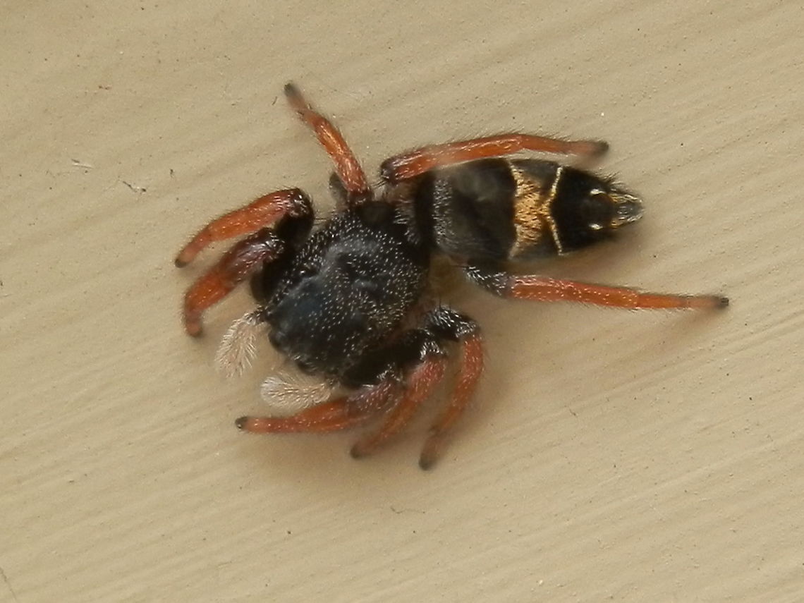 Jovial Jumping Spider - female This spider is the same as the one in the previous post.<br />
It is known to creep about slowly and move its cephalothorax from side to side, keeping its abdomen stationary.  Pedipalps were never still especially as my camera got a little too close.  Apricia jovialis,Australia,Geotagged,Spring