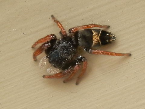 Jovial Jumping Spider - female This spider is the same as the one in the previous post.
It is known to creep about slowly and move its cephalothorax from side to side, keeping its abdomen stationary.  Pedipalps were never still especially as my camera got a little too close.  Apricia jovialis,Australia,Geotagged,Spring