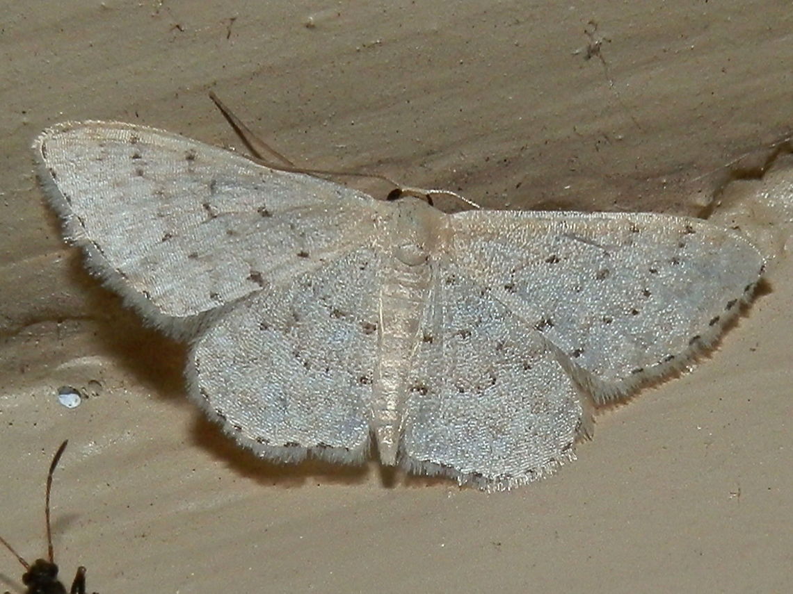 Flecked Wave (Idaea philocosma -male) This slightly pearly, creamy moth had a wing span of about 20 mm. The wings had dark flecks - about three rows on the fore wings and two on the hind wings. The trailing margin of each wing had a thin dark broken line and a short white fringe. Australia,Geotagged,Idaea philocosma,Spring