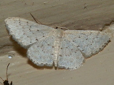 Flecked Wave (Idaea philocosma -male) This slightly pearly, creamy moth had a wing span of about 20 mm. The wings had dark flecks - about three rows on the fore wings and two on the hind wings. The trailing margin of each wing had a thin dark broken line and a short white fringe. Australia,Geotagged,Idaea philocosma,Spring