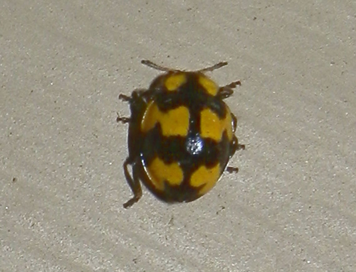Fungus-eating Beetle (Illeis galbula) A very active, 5 mm long beetle with bright yellow elytra that had three &quot;bat-wing&quot; shaped black patterns across.<br />
Spotted under bright lights in a suburban garden. Australia,Coccinellidae,Coccinellinae,Coccinellini,Fungus-eating Ladybird,Geotagged,Illeis,Illeis galbula,Psylloborini,Spring