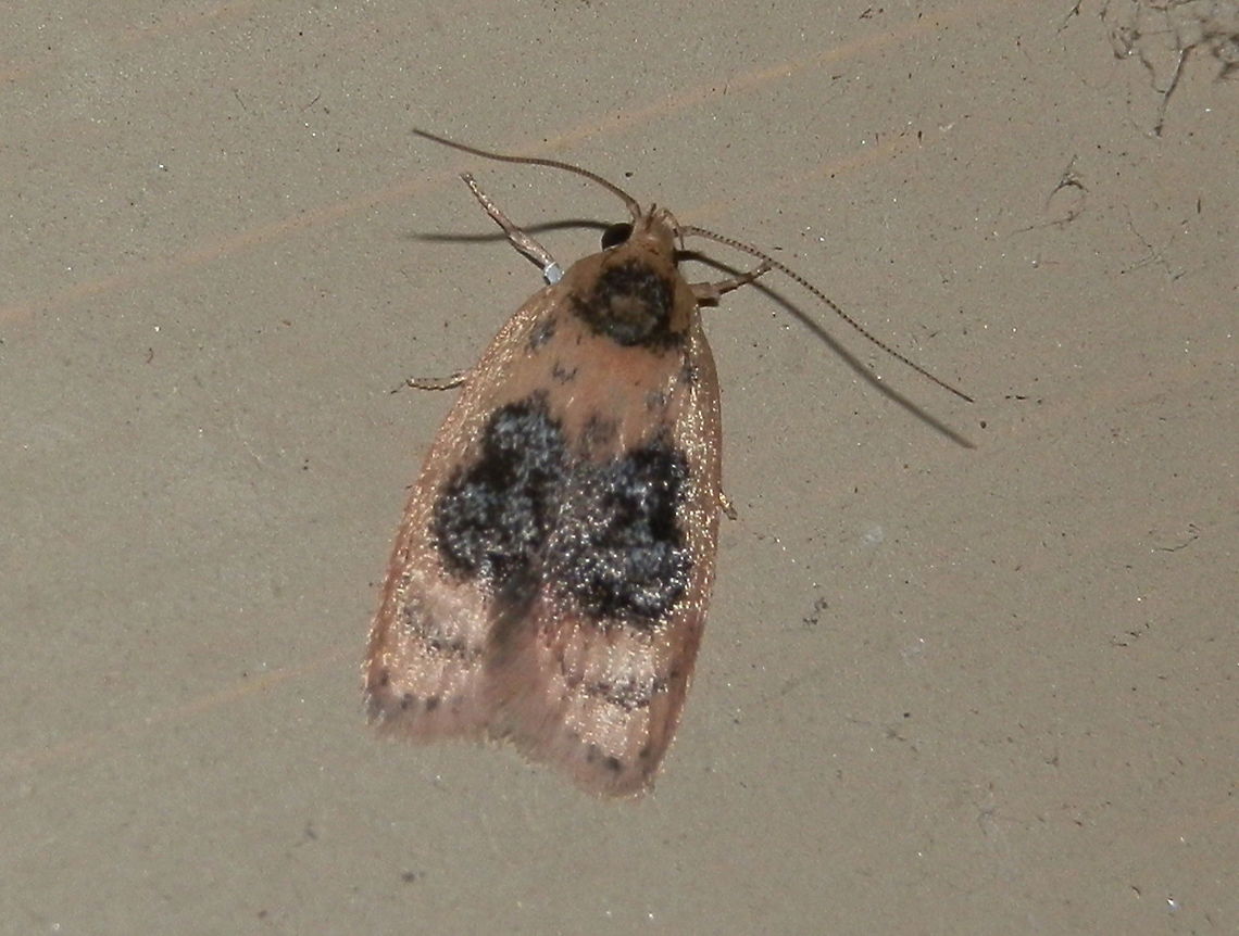 Garrha Moth (Garrha ocellifera) This small silky peach-coloured moth had a large irregularly shaped black patch in the middle of each fore wing. Small black specks were sen along the trailing margin and the sub-marginal border. Thorax was also a sooty black. Wing span was about 15 mm.<br />
Spotted under bright lights in suburban garden. Plenty of native trees around.<br />
<br />
 Australia,Garrha ocellifera,Geotagged,Spring