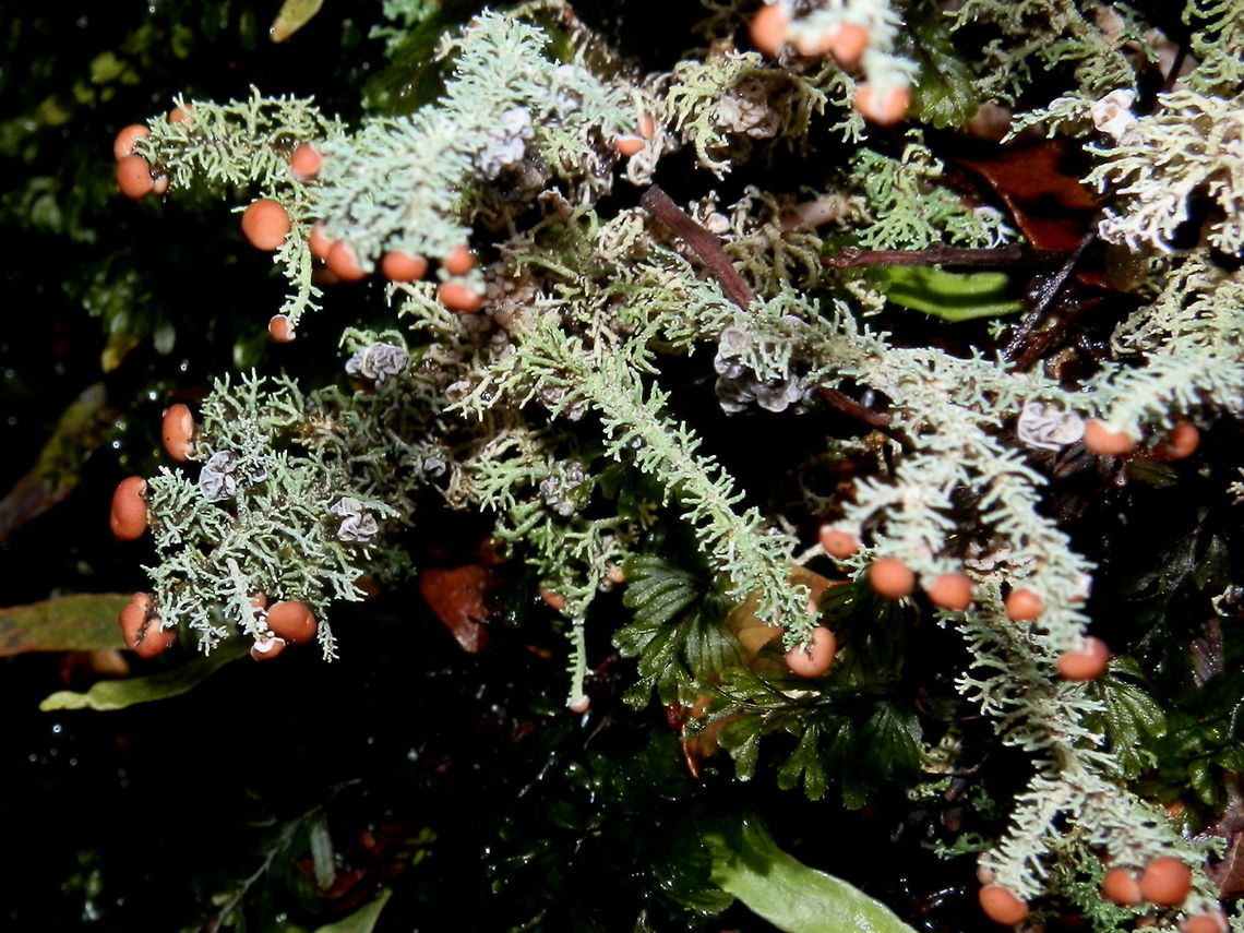 Filamentous Lichen (Stereocaulon ramulosum) These attractive clumps of pale grey lichen were seen on rocks. They appeared to start of as regular clumps with soft tight branches with minute convoluted bluish grey pads . The branches appeared to open up into long pendulous filamentous strands ending in rounded brown apothecia which are spore sacs. <br />
<br />
According to John Walter who identified this lichen for me " ......the blue-grey warty lumps are called cephalodia. This species has a dual symbiosis, the fungus and a green alga in the main structure and the fungus and a cyanobacterium in the cephalodia. Hence it represents three different kingdoms! " <br />
The cephalodia are more obvious in younger lichen - as can be seen in the next photo. Australia,Geotagged,Spring,Stereocaulon ramulosum