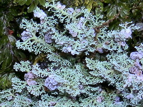 Filamentous Lichen (Stereocaulon ramulosum) A highly branched grey-blue lichen which is made up of symbiotic alga and fungus. The branches eventually become more filamentous opening out to form loose clusters with the branching tips bearing tiny brown spore bearing apothecia (seen in the previous photo). In this photo the intricately folded bluish growths are cephalodia which are part fungus and part cyanobacterium. Australia,Geotagged,Spring,Stereocaulon ramulosum