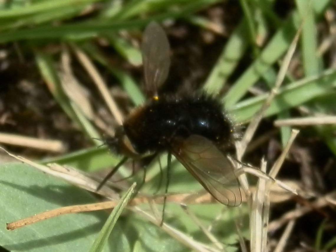 Bee Fly (Staurostichus sp.) A very small bee fly about 6 or 7 mm long with dense short bristles on the abdomen. The large eyes were a dull gold. Proboscis was about the same length as the thorax. Wings were tinted.<br />
Spotted on open grassland in a park. Australia,Geotagged,Summer