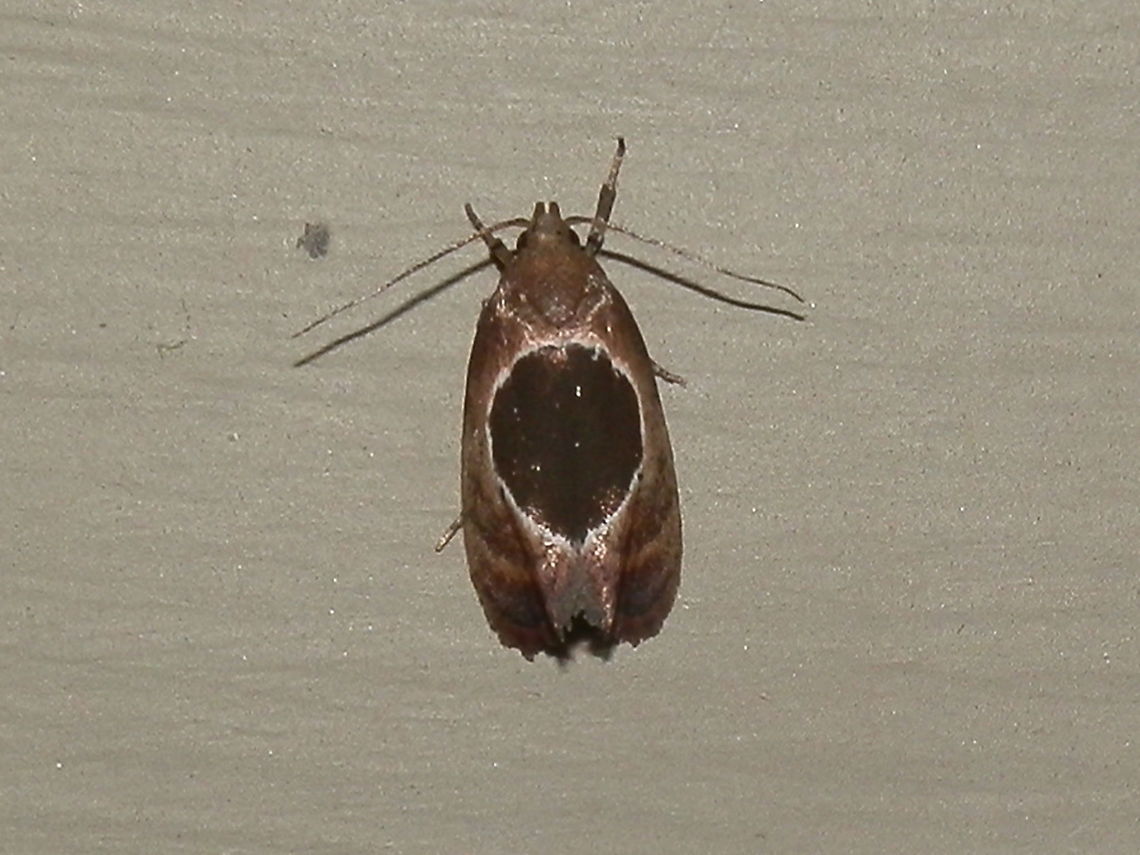 Oecophorine Moth -Wingia Group (Hoplomorpha abalienella) Looking like it was featuring a Solar eclipse on its back, this moth had a wing span of only 20 mm. Wings were slightly tented with each forewing showing a semicircular dark patch with a thin silvery rim along the inner wing margin. When at rest these markings came together to form a dark circular patch in the centre of the moth&#039;s back. The rest of the fore wings were a paler brown. Labial palps were re-curved.<br />
Larvae of this species feed on eucalyptus leaves (Myrtaceae)<br />
 Australia,Geotagged,Hoplomorpha abalienella,Summer,wingia group
