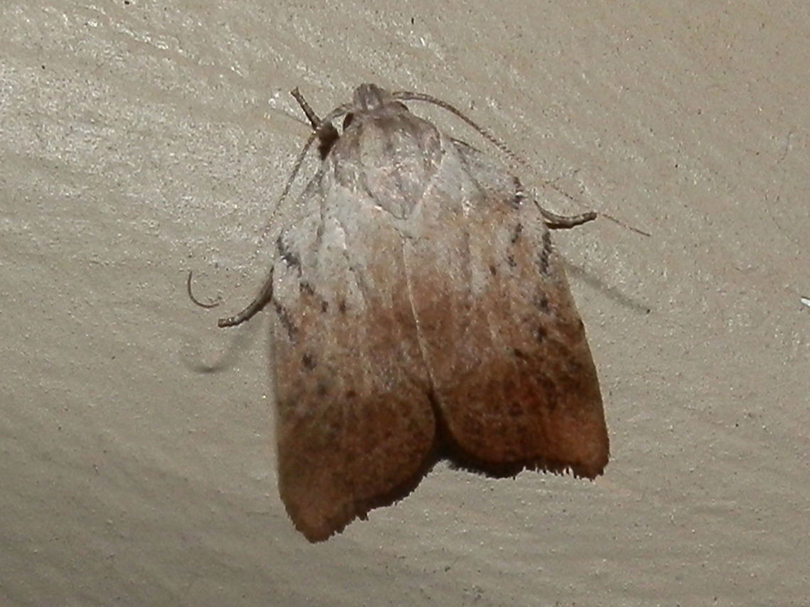 Tortricopsis pyroptis (Wingia Moth) A small attractive moth that looked almost square because of a hunched back. Satiny wings were a creamy colour deepening to a reddish-brown towards the trailing margins. Two lines of small black dots slanted downwards from the mid-costal area. <br />
Wing span - 20 mm.<br />
Drawn to bright garden lights. Mixed natives in the area.<br />
<br />
 Australia,Geotagged,Summer,Tortricopsis pyroptis