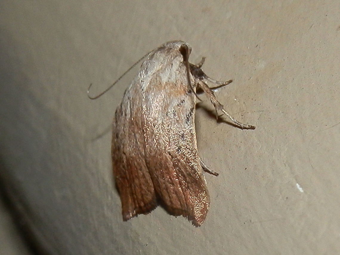 Tortricopsis pyroptis A slightly lateral view of the same moth as in the previous photo. This shows the hunched back and the beautiful sheen on the wings. Australia,Geotagged,Summer,Tortricopsis pyroptis