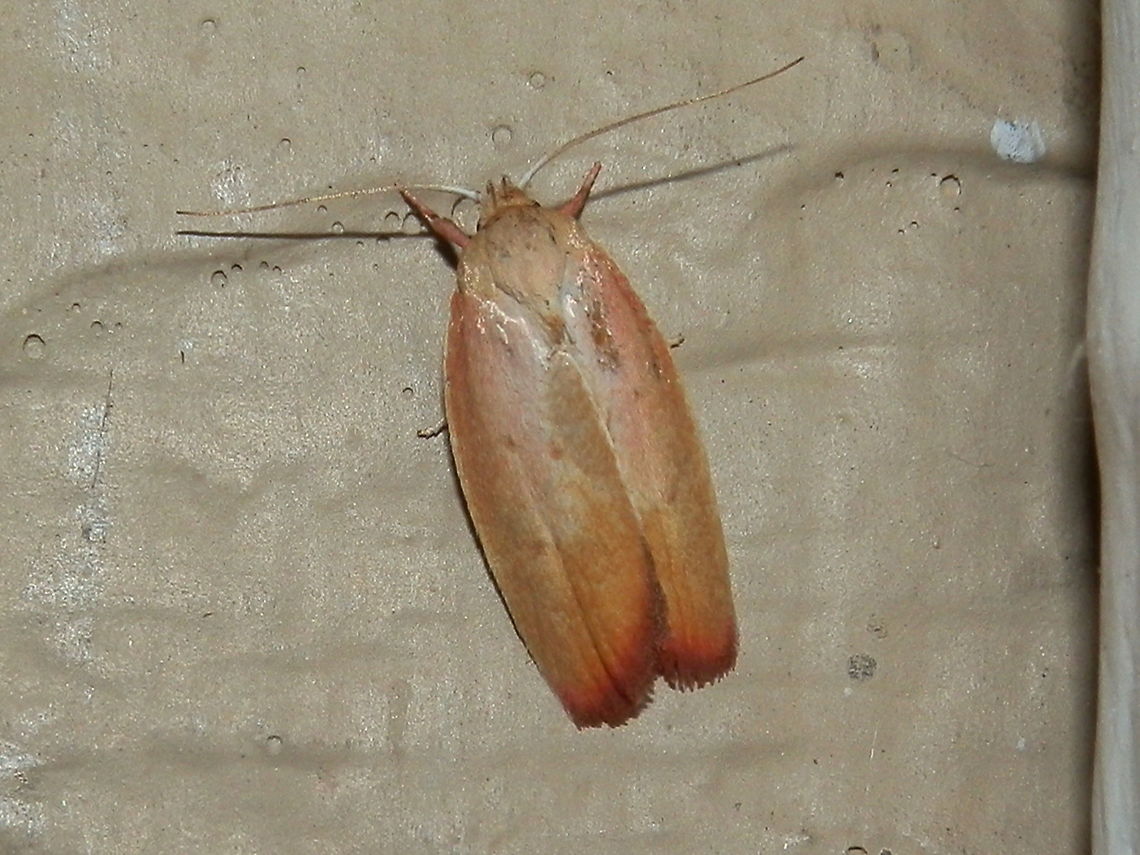 Wingia Moth -1 (Ptyoptila matutinella) This wingia moth had pale pink basal part of the fore wings and a yellow outer part which trailed off to a deep reddish brown along the margin. A lateral shot showed an erect crest of hairs at the thorax. Costal region of the wings also had an orange blush. <br />
Each fore wing had two dark dots in the mid region. Wing span was about 25 mm.<br />
Spotted under bright lights in the garden.<br />
 Australia,Geotagged,Ptyoptila matutinella,Summer,wingia moth