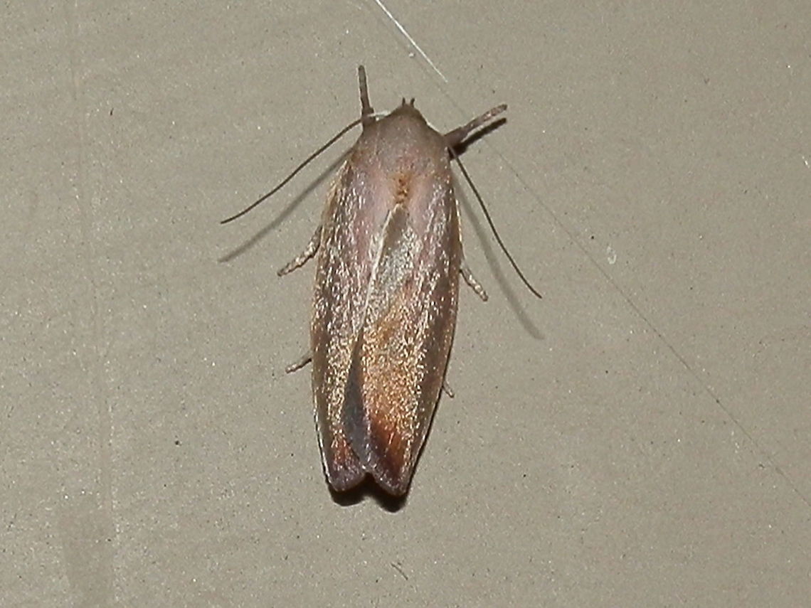 ptyoptila  Australia,Geotagged,Ptyoptila matutinella,Summer