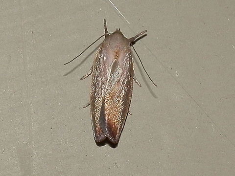 ptyoptila  Australia,Geotagged,Ptyoptila matutinella,Summer