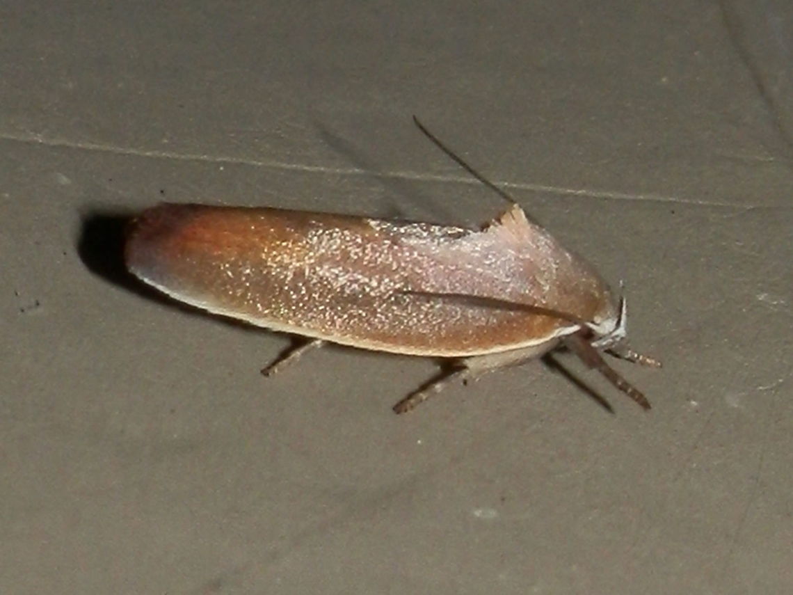 Wingia Moth - 2 (Ptyoptila matutinella) -Lateral view Lateral view showing thoracic crest. Australia,Geotagged,Ptyoptila matutinella,Summer,wingia moth