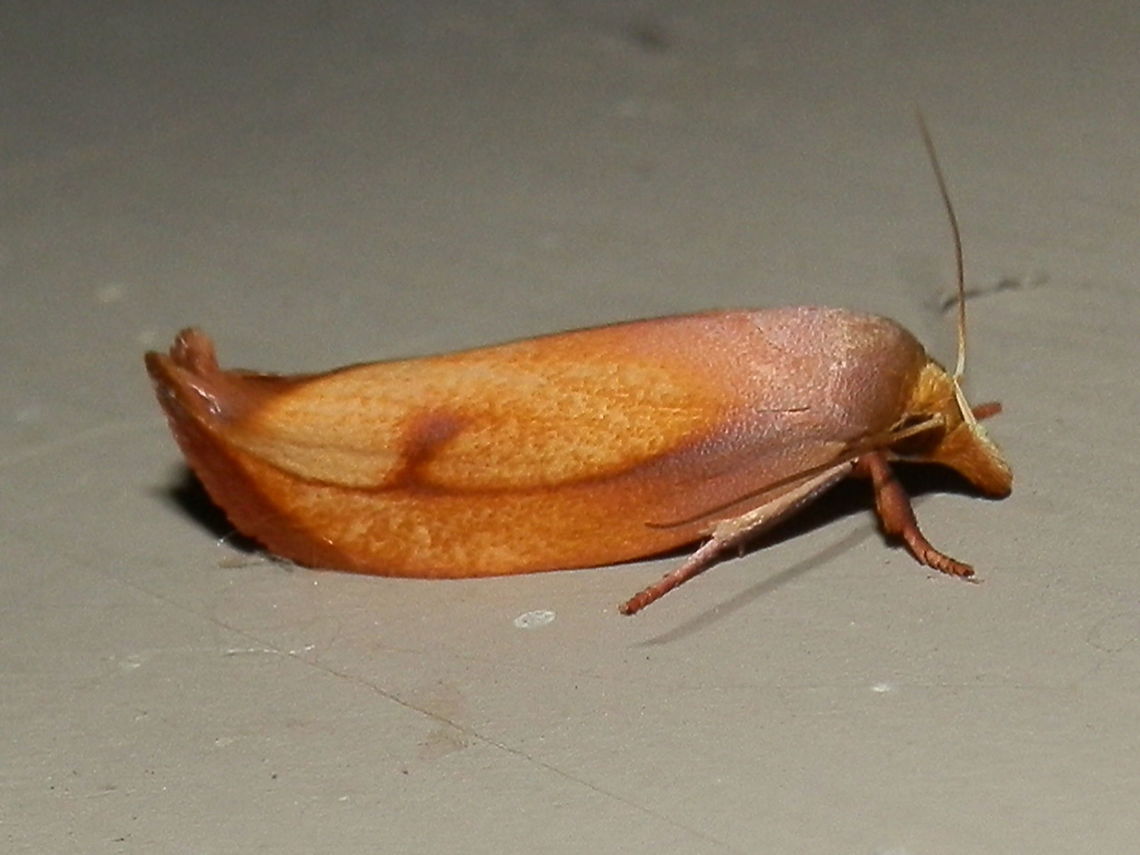 Golden Leaf Moth (Wingia aurata) This beautiful Wingia moth had a wing span of 20 mm. Wings were tented and narrow with up-turned trailing margins. The head and palps were a golden yellow. The thorax was a pale pink and golden wings darkened to a deep brown in the marginal area.<br />
Attracted to bright lights in a suburban garden n a warm night.<br />
 Australia,Geotagged,Moth Week 2018,Summer,Wingia aurata