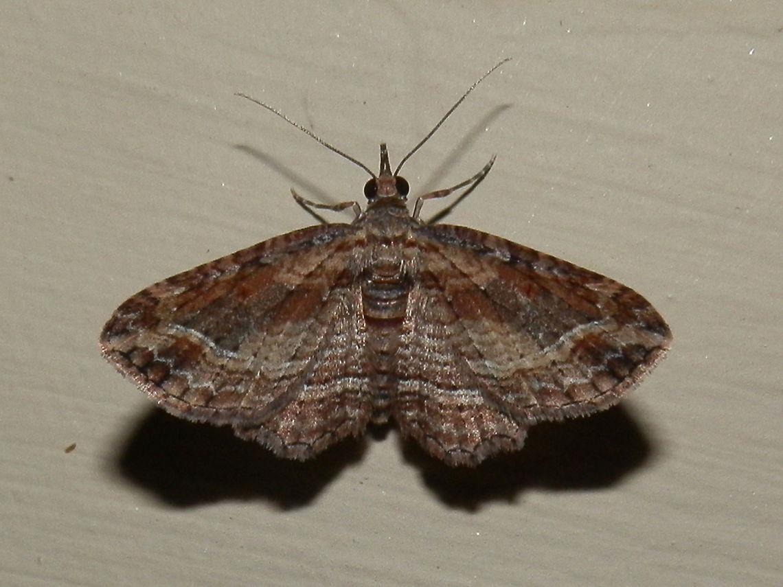 Filata Moth (Chloroclystis filata) An attractive moth with patches of rust brown and grey on the fore wings and narrow white wavy transverse bands that dipped down at the apices. Hind wings showed thin wavy brown lines and a broader white band near the trailing margin. The under side of the silky wings were pale. Wing span about 20 mm.<br />
Spotted under bright lights in the garden.<br />
Normally the wings are held flat on either side of the body but this moth held them high up for awhile giving me the opportunity to get a glimpse of the underside. <br />
 Australia,Chloroclystis filata,Geotagged,Summer