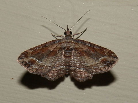 Filata Moth (Chloroclystis filata) An attractive moth with patches of rust brown and grey on the fore wings and narrow white wavy transverse bands that dipped down at the apices. Hind wings showed thin wavy brown lines and a broader white band near the trailing margin. The under side of the silky wings were pale. Wing span about 20 mm.
Spotted under bright lights in the garden.
Normally the wings are held flat on either side of the body but this moth held them high up for awhile giving me the opportunity to get a glimpse of the underside. 
 Australia,Chloroclystis filata,Geotagged,Summer