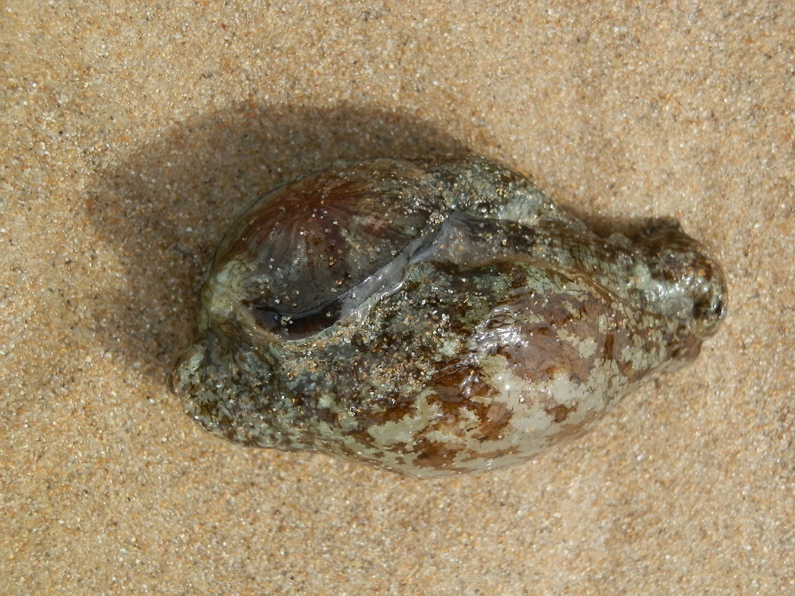 Sea Hare (Aplysia sydneyensis) This sea slug would have been about 5 " in length. It had mottling of cream and brown. The ear-like sensory clubs or rhinophores and oral tentacle were withdrawn and the usually extended side flaps called parapodia were flipped back. The mantle and atrophied shell could be seen (pic 5) as a reddish radiating structure.<br />
Expert Matt Nimbs explains that the wheel like pattern of radiating stripes on the mantle that sits over the vestigial shell is a distinguishing characteristic of  A. sydneyensis. <br />
Seen washed ashore ( inter-tidal zone) - Western Port Bay-Balnarring beach. It was safely returned to the ocean and disappeared amidst the seagrass. Aplysia sydneyensis,Australia,Geotagged,Sea Hare,Summer