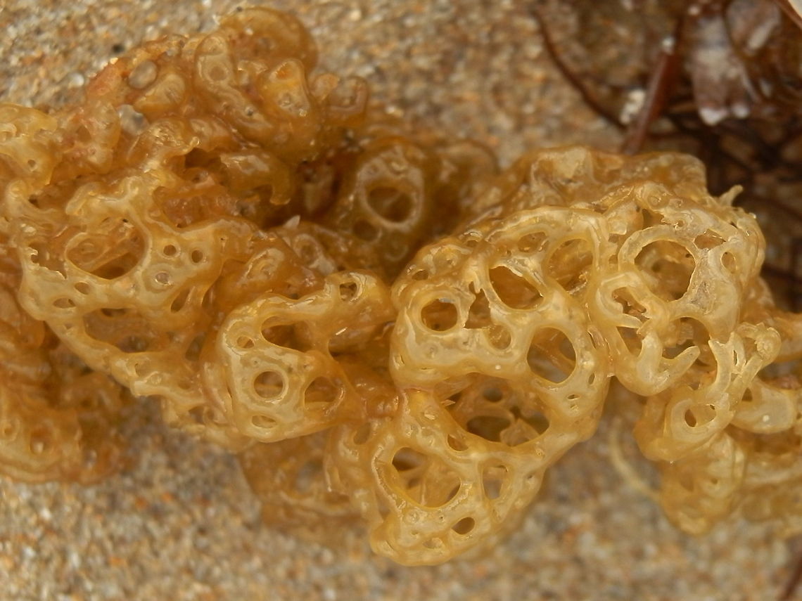 Brown Algae (Hydroclathrus clathratus) A brown algae with a thallus (body) with multiple holes of varying sizes. The algae is said to grow to 10 cm in diameter. But in the one that was washed ashore it was a loose mesh like a woolen hair net. The whole mass was compressible and soft.<br />
Found on the inter-tidal zone off Western Port Bay (Balnarring Beach). They are said to grow in the tidal zone.<br />
Brown algae come in different forms and sizes from 45 mt giants to free floating mats. This species forms dense mats. Australia,Geotagged,Hydroclathrus clathratus,Summer,brown algae