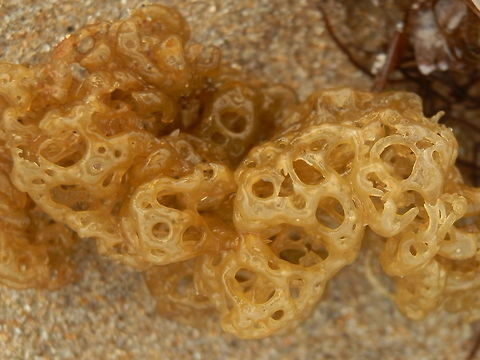 Brown Algae (Hydroclathrus clathratus) A brown algae with a thallus (body) with multiple holes of varying sizes. The algae is said to grow to 10 cm in diameter. But in the one that was washed ashore it was a loose mesh like a woolen hair net. The whole mass was compressible and soft.
Found on the inter-tidal zone off Western Port Bay (Balnarring Beach). They are said to grow in the tidal zone.
Brown algae come in different forms and sizes from 45 mt giants to free floating mats. This species forms dense mats.  Australia,Geotagged,Hydroclathrus clathratus,Summer,brown algae