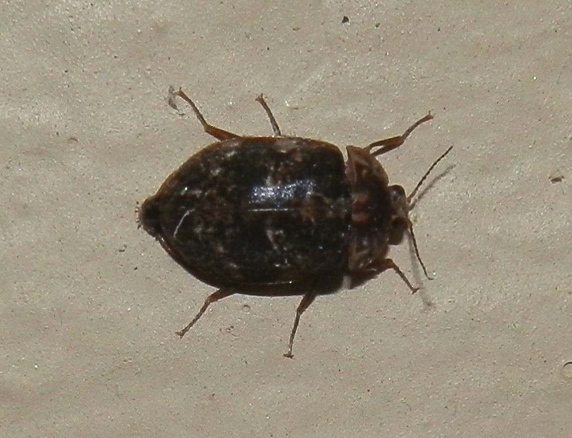 Water Penny (Sclerocyphon sp.) This small, very active dark beetle with a slightly dorso-ventrally flattened body is called "water penny" and is from the family Psephenidae. The elytra showed two narrow bands of pale specks. The pronotum which was the same colour as the elytra had a pair of short pale streaks on either side of midline arising from the posterior margin. The lateral margins had pale flecks. The elytra stopped short of the terminal abdominal segments. Head was small with relatively large closely placed eyes. Antennae were segmented. <br />
Legs were thin with feeble tarsi.<br />
The female lays eggs under water. Larvae are aquatic and cling to the under surfaces of rocks in turbulent water courses and scrape off algae from rocks. Adults are terrestrial and live for about 4 weeks.  I was lucky to find this one by the garden lights on a warm night.  Australia,Geotagged,Summer
