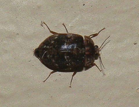 Water Penny (Sclerocyphon sp.) This small, very active dark beetle with a slightly dorso-ventrally flattened body is called "water penny" and is from the family Psephenidae. The elytra showed two narrow bands of pale specks. The pronotum which was the same colour as the elytra had a pair of short pale streaks on either side of midline arising from the posterior margin. The lateral margins had pale flecks. The elytra stopped short of the terminal abdominal segments. Head was small with relatively large closely placed eyes. Antennae were segmented. 
Legs were thin with feeble tarsi.
The female lays eggs under water. Larvae are aquatic and cling to the under surfaces of rocks in turbulent water courses and scrape off algae from rocks. Adults are terrestrial and live for about 4 weeks.  I was lucky to find this one by the garden lights on a warm night.  Australia,Geotagged,Summer