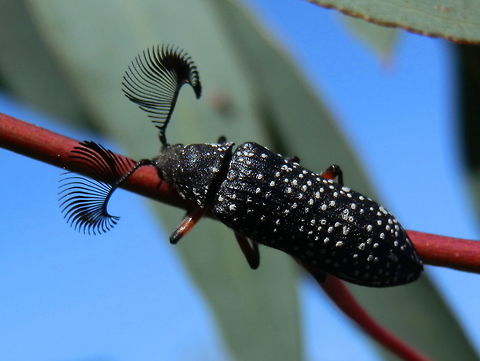 Feather-horned Beetle (Male) Dorsal aspect of the same beetle as in the previous entry. Australia,Feather horned beetle,Geotagged,Rhipicera femorata,Summer