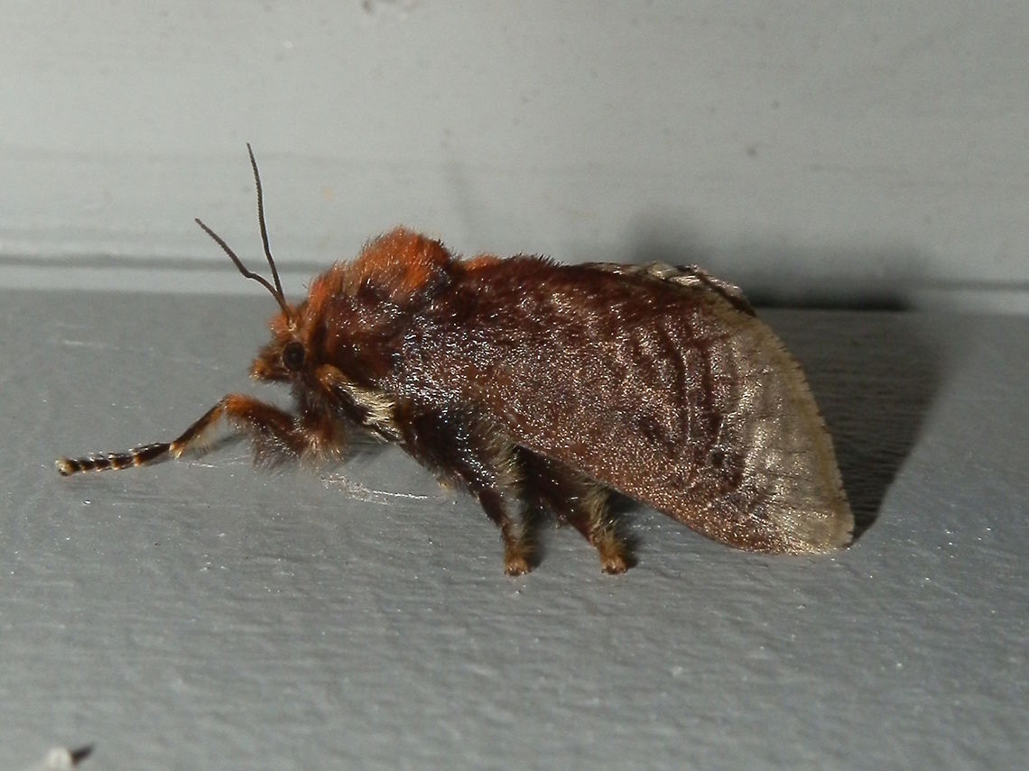 Painted Cup Moth - female (Doratifera oxleyi) A dark brown cup moth with pale wing margins and dramatic orange tufts on the thorax and a thick abdomen. Wing span is 50 mm. Legs were covered with thick dark hairs. <br />
Antennae were filamentous. <br />
Spotted on building walls under bright lights - camp grounds. Australia,Doratifera oxleyi,Fall,Geotagged,Limacodidae