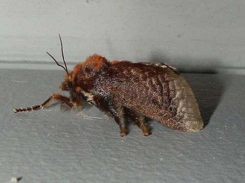 Painted Cup Moth - female (Doratifera oxleyi) A dark brown cup moth with pale wing margins and dramatic orange tufts on the thorax and a thick abdomen. Wing span is 50 mm. Legs were covered with thick dark hairs. 
Antennae were filamentous. 
Spotted on building walls under bright lights - camp grounds. Australia,Doratifera oxleyi,Fall,Geotagged,Limacodidae