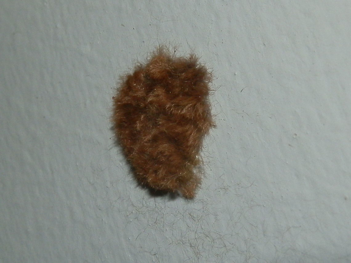 Painted Cup Moth egg mass Spotted in the same area as the female adult in the previous spotting were small patches of tufts of brown hairs. These were egg masses. The female lays her eggs in a string which looks like yellow beads. These form a sticky convoluted mass which the adult then covers with the hairs off her body. Australia,Doratifera oxleyi,Fall,Geotagged