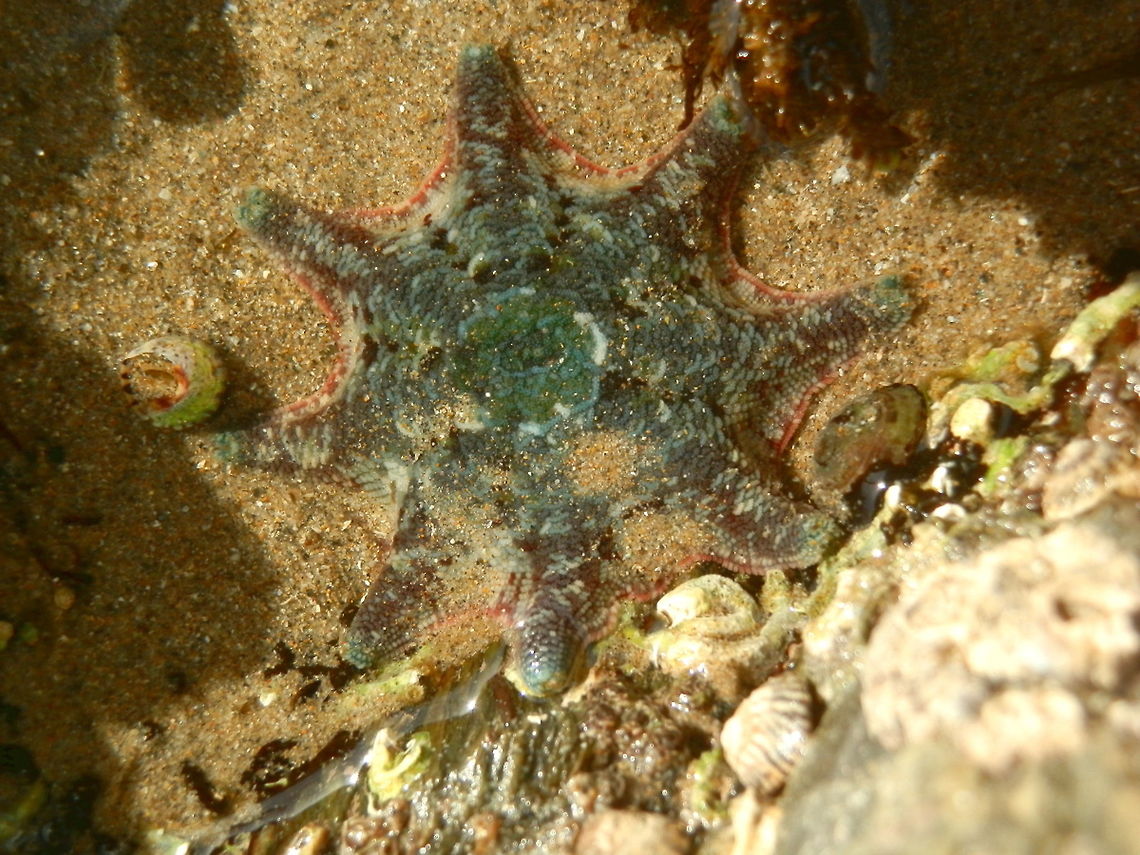 Carpet Sea Star (Meridiastra calcar) An eight-armed sea star with greenish grey colouring. The arms showed some red along the margins. The body pattern included small white scalloping and the central disc was a beautiful green. <br />
The arms were well defined ending in thick rounded tips. <br />
This sea star was about 50 mm across.<br />
Seen in a rock pool - intertidal rocky shore (Cape Conran) facing the Bass Strait. They occur all around the Australian coast.  Asteroideae,Australia,Fall,Geotagged,Meridiastra calcar