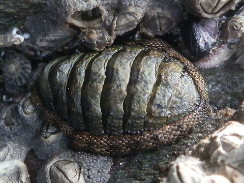 Snakeskin Chiton (Sypharochiton pelliserpentis) A mollusc with a flattened body and eight distinctive overlapping plates that protect them from predators and crashing waves. This chiton was grey-green in colour, about 63 mm x 35 mm. The girdle encircling the plates had a snake-skin like appearance giving it the common name "snakeskin chiton".
These chitons were found attached to the side of a rock in an intertidal rocky shore (Cape Conran) off the south coast of Victoria facing the Bass Strait. 
This species is said to prefer rock surfaces in the mid-tide region, rather than under rocks in lower -or sub-tidal zones. Australia,Fall,Geotagged,Sypharochiton pelliserpentis