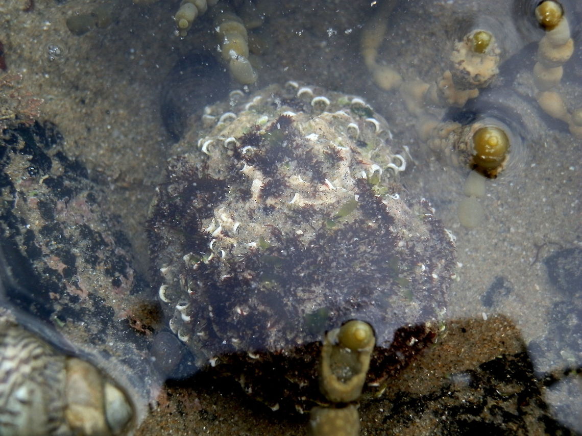 Intertidal Tubeworm Mass (Galeolaria caespitosa) This mass resembling worn coral was about 10 cms across. On the surface were crescent shaped structures which were the open ends of calcareous tubes constructed by tubeworms. They have clustered together and probably grown on a snail, completely enveloping it and forming a hard mass, as suggested by Audrey Falconer(Marine Research). The mass was partially covered with sand but red algae could be seen growing on the mass.<br />
The tubes are built by annelid fanworms from the family Serpulidae. The worms have branchial crowns in two lobes, one of them has a stalked operculum (lid). The branchial crown form the gills and also helps to capture food. <br />
The worm lives within the tube and retracts into the tube when in danger or when the tide is out, pulling the operculum down tight to shut the opening of the tube. A dense mass of tubes can form a microhabitat for other marine creatures. My thanks to Audrey Falconer for identifying this mass. <br />
I did not wish to dislodge or tamper with any rock pool life so couldn't get clearer photos. Australia,Fall,Galeolaria caespitosa,Geotagged,serpulidae