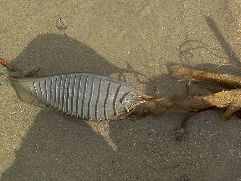 Swell Shark Egg Case (Cephaloscyllium laticeps) The egg case of an Australian Swell Shark is a laterally flattened flask-shaped capsule (13 cm x 5 cm) with transverse ridges. At each corner were tendrils that looked like coiled fishing line. The capsule and tendrils looked like a large fish lure & line as it lay amongst rocks. Studies show that the length of the tendrils depend on the wave action in the area.
Spotted in the inter-tidal area amongst rocks. ( Cape Conran) Australia,Australian swellshark,Cephaloscyllium laticeps,Fall,Geotagged