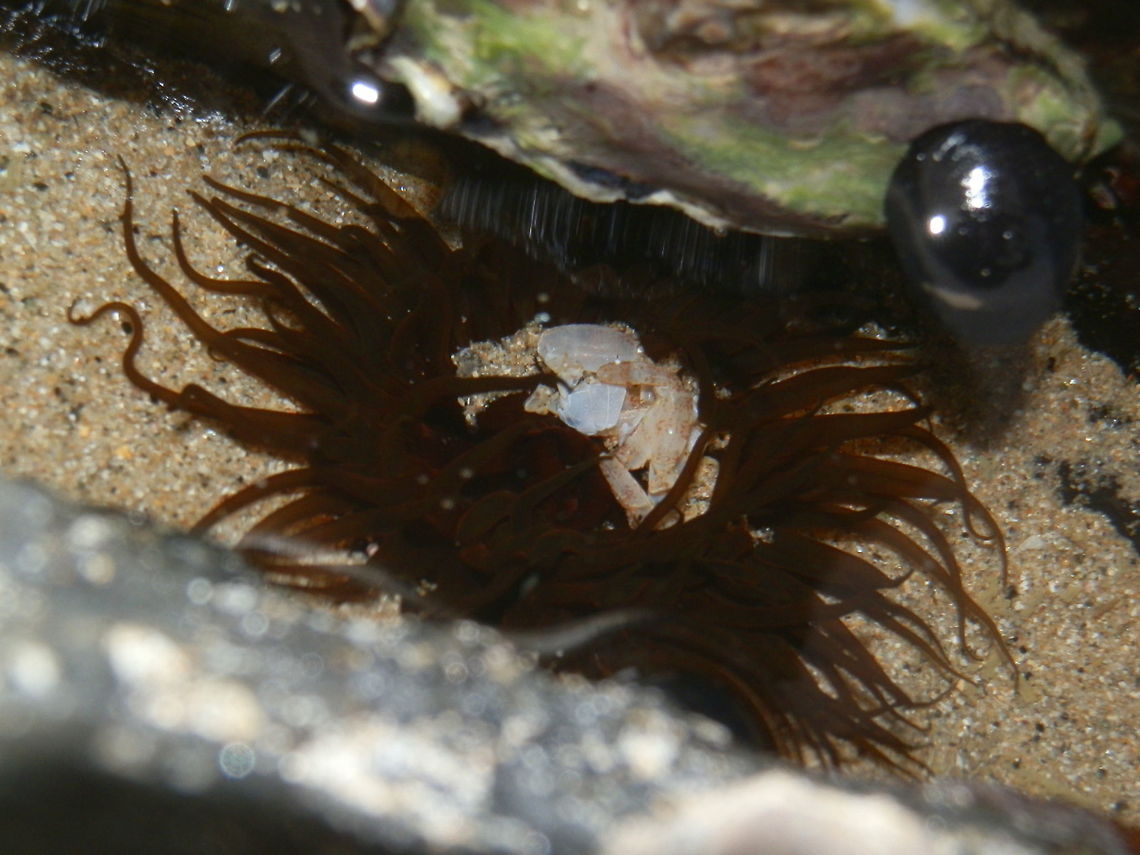 Green Snakelock Anemone ( Aulactinia veratra ) The anemone was about 50 mm with tentacles extended and floating in the water. Tentacles were numerous, translucent but dark green in colour and had pointy ends. The oral disc was covered by sand and therefore not visible. <br />
Spotted in rock pools - rocky intertidal zone (Cape Conran) Aulactinia veratra,Australia,Cnidaria,Fall,Geotagged,sea anemone