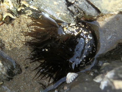 Green Snakelock Anemone (Aulactinia veratra) This anemone is similar to the one in the previous spotting and was found in the same rock pool.
Where the anemones were out of water, they looked like dark clumps studded with sand grains. Partially submerged anemones were interesting in that the submerged part had extended tentacles and the exposed part was curled up displaying a sand encrusted column. Long striations could be seen in the retracted column which was the same colour as the tentacles.
The species has several synonyms, Cnidopus verater  is one of them. Aulactinia veratra,Australia,Cnidaria,Fall,Geotagged,Green snakelock anemone,sea anemone