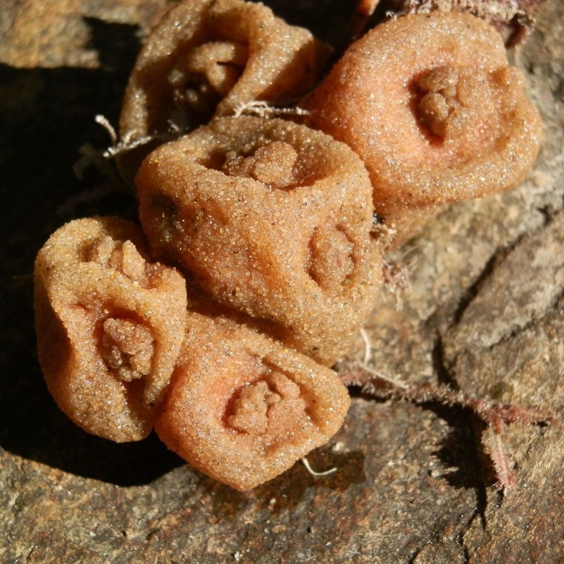 Conjevoi (Sea Squirt) These are tunicates/ascidians which appeared like clumps of collapsed &quot;sand-crusted&quot; sacs stuck to a sea fan. Each sac had two openings with scalloped edges - one on top and the other to the side (inhalant &amp; exhalant siphons). The sacs seemed to have a reddish tinge. The inside of each sac had organs which were red in colour with a brown segment towards the base. The organs seemed to be covered by mucilaginous substance.<br />
 These sea squirts were found washed ashore in large numbers, along the beach in the Mornington Peninsula, Victoria. The only species of cunjevoi found here.<br />
 Australia,Geotagged,Pyura stolonifera,Winter,sea squirt