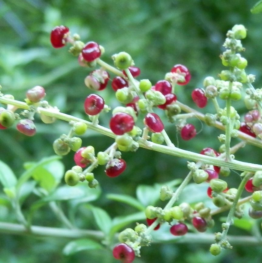 Seaberry Saltbush (Chenopodium candolleanum) Also called Rhagodia candolleana, this is a dense bush about 3 feet high with small shiny green short-stalked leaves, growing in clusters. The bush has beautiful slightly flattened ruby red berries. They are striking despite their size.<br />
Spotted on coastal dunes - Bass Strait. Grows along coastal regions in most places in southern mainland Australia and Tasmania. Australia,Chenopodium candolleanum,Fall,Geotagged,Seaberry Saltbush