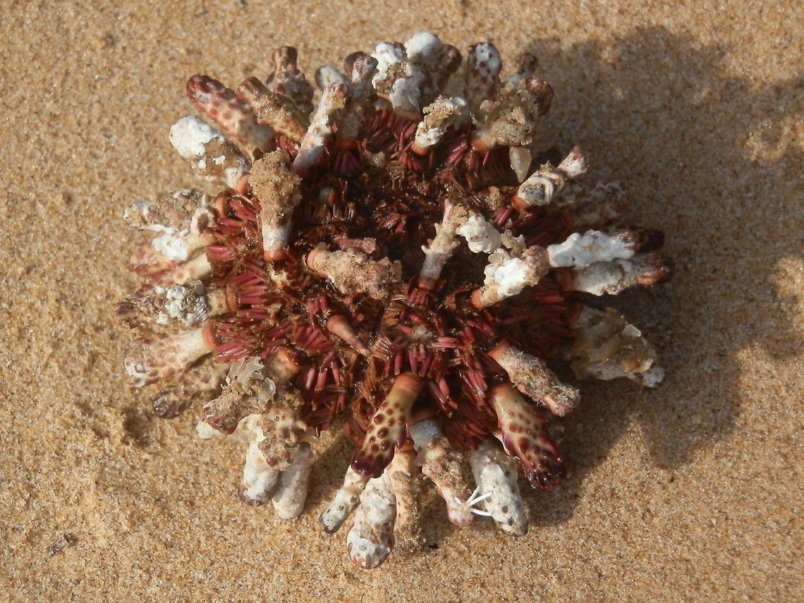 Slate-pencil sea urchin (Goniocidaris tubaria) This sea urchin was about 50 mm across and was covered with short red spines and thick pale ones. Some of the spines had dark red ridges and others seemed to have broken off. This photo shows the top side (aboral).<br />
The sea urchin appeared to have died recently and was spotted along the low tide mark on the rocky ocean shore on the southern coast.<br />
Ventral view (with 'mouth' showing) <figure class="photo"><a href="https://www.jungledragon.com/image/59832/slate-pencil_urchin_goniocidaris_tubaria.html" title="Slate-pencil urchin (Goniocidaris tubaria)"><img src="https://s3.amazonaws.com/media.jungledragon.com/images/2767/59832_thumb.jpg?AWSAccessKeyId=05GMT0V3GWVNE7GGM1R2&Expires=1759968010&Signature=cCNossbLUojoOpJufbQIAqlXIdU%3D" width="200" height="150" alt="Slate-pencil urchin (Goniocidaris tubaria) This is a shot of the oral side of the same urchin as in the previous spotting. <br />
https://www.jungledragon.com/image/59831/slate-pencil_sea_urchin_goniocidaris_tubaria.html<br />
At the centre is a complex apparatus called the aristotle's lantern, partially visible as a white triangular tooth. The apparatus is made up of muscles and 5 eversible calcareous teeth and plates that help with scraping off algae from rocks and sea floor. It is so called because the apparatus is shaped like a lantern. The individual parts are beautiful and intricate. Australia,Fall,Geotagged,Goniocidaris tubaria,Slate-pencil Sea Urchin,echinoidea,sea urchin,slate-pencil urchin" /></a></figure><br />
<br />
Australia,Fall,Geotagged,Goniocidaris tubaria,Slate-pencil Sea Urchin,echinoidea,sea urchin,slate-pencil urchin
