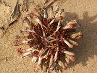 Slate-pencil urchin (Goniocidaris tubaria) This is a shot of the oral side of the same urchin as in the previous spotting. <br />
https://www.jungledragon.com/image/59831/slate-pencil_sea_urchin_goniocidaris_tubaria.html<br />
At the centre is a complex apparatus called the aristotle's lantern, partially visible as a white triangular tooth. The apparatus is made up of muscles and 5 eversible calcareous teeth and plates that help with scraping off algae from rocks and sea floor. It is so called because the apparatus is shaped like a lantern. The individual parts are beautiful and intricate. Australia,Fall,Geotagged,Goniocidaris tubaria,Slate-pencil Sea Urchin,echinoidea,sea urchin,slate-pencil urchin