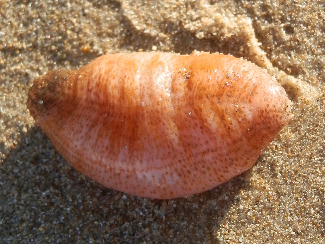 Sea Cucumber (Lipotrapeza vestiens) A 50 mm long soft bodied sea cucumber with tapering ends. There appeared to be a paler side to the body, possibly the ventral side. The body was covered with small papillae which are retracted tube feet. The tentacles surrounding the mouth are also retracted.<br />
This species is said to frequently extrude its intestines when disturbed and like most other sea cucumbers, the gut regenerates. <br />
Washed ashore and was found along the high tide mark amongst seaweeds - Westernport, Victoria <br />
It was probably alive and was returned to the water. Lipotrapeza vestiens,Sea Cucumber,holothuroidea,sea cucumber