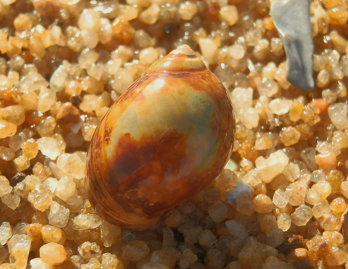 Conical sand Snail ( Conuber conicum) This sand snail was about 40 mm long with short spire and large lower whorl. They vary in colour but this one had beautiful shades of green and rust. Sand snails live in tidal areas and mud flats living on bivalves. They lay eggs in a jelly mass that can be seen as horse-shoe shaped masses on mud.<br />
<a href="https://www.jungledragon.com/image/60986" rel="nofollow">https://www.jungledragon.com/image/60986</a> sand snail,tidal mudflats