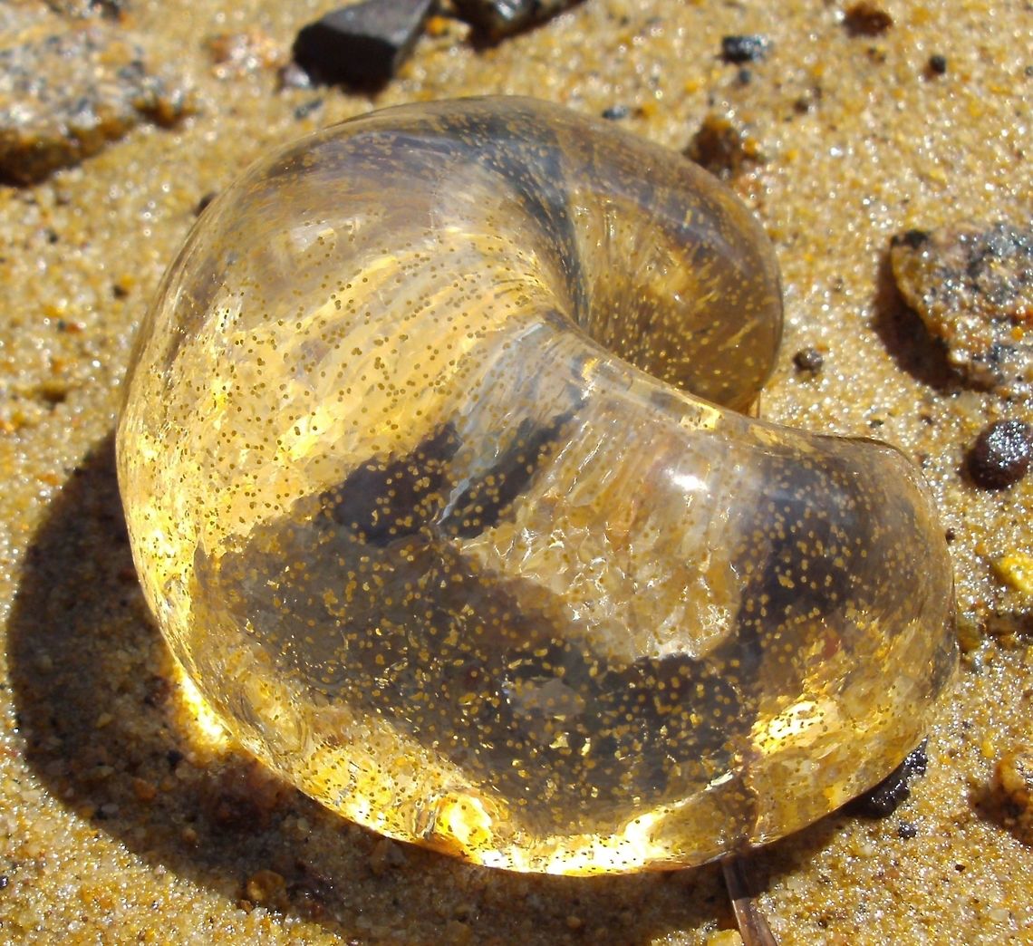 Sausage Jelly - Conuber egg mass ( Conuber sp.) A mass of jelly in the shape of a curled sausage and about the size of a cinnamon doughnut. The jelly appeared clear except for minute yellow specks (eggs) suspended in the jelly. The jelly mass seemed to be flatter on one side.<br />
These are jelly egg cases of the Sand Snail. The eggs are laid in a string of jelly which swells up when in contact with water. They can be seen on mudflats. Here, they were spotted in the mangroves. These are laid by snails of the species seen in the previous spotting. <br />
<br />
<figure class="photo"><a href="https://www.jungledragon.com/image/60985/conical_sand_snail_conuber_conicum.html" title="Conical sand Snail ( Conuber conicum)"><img src="https://s3.amazonaws.com/media.jungledragon.com/images/2767/60985_thumb.jpg?AWSAccessKeyId=05GMT0V3GWVNE7GGM1R2&Expires=1769040010&Signature=pndAS0W7OtPcFuz21YKrtPtzdu8%3D" width="200" height="156" alt="Conical sand Snail ( Conuber conicum) This sand snail was about 40 mm long with short spire and large lower whorl. They vary in colour but this one had beautiful shades of green and rust. Sand snails live in tidal areas and mud flats living on bivalves. They lay eggs in a jelly mass that can be seen as horse-shoe shaped masses on mud.<br />
https://www.jungledragon.com/image/60986 sand snail,tidal mudflats" /></a></figure> Australia,Geotagged,Summer,sausage jelly,tidal mudflats