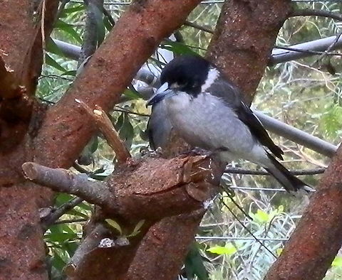 Grey Butcherbird with a piece of skewered cheese This spotting is especially to illustrate the feeding habit of the grey butcherbird. Around this tree, this handsome little visitor would usually find a skink, bash it against the trunk and fly away with a floppy lizard in its bill. It had no luck today so I threw out a few pieces of cheese. The bird picked one of the pieces and skewered it to a small fork in a broken branch (seen to the left of the bird). It waited a while before eating the cheese. It's mate can be seen sitting behind him- just visible. A wonderful habit to observe in your own back yard ! Australia,Cracticus torquatus,Geotagged,Grey Butcherbird,Winter
