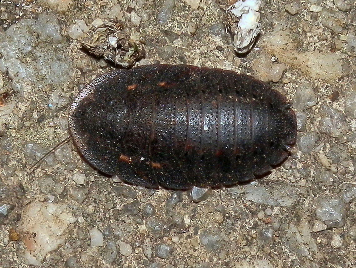 Bark Cockroach -female A flat female cockroach with a broad flat head and segmented body resembling a trilobite. Body length was about 20 mm.<br />
The male of this species has wings and is slightly slimmer. Australia,Bark cockroach,Geotagged,Laxta granicollis,Spring
