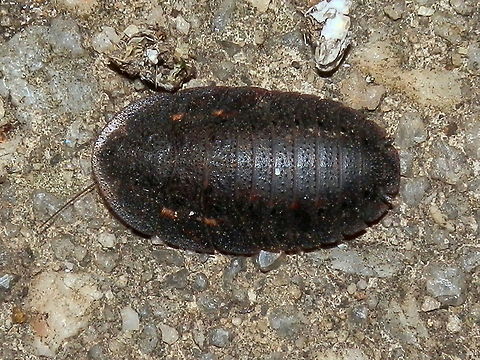 Bark Cockroach -female A flat female cockroach with a broad flat head and segmented body resembling a trilobite. Body length was about 20 mm.
The male of this species has wings and is slightly slimmer. Australia,Bark cockroach,Geotagged,Laxta granicollis,Spring