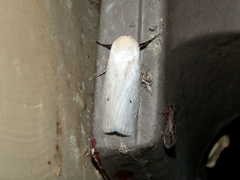 Fruit tree borer A smooth white moth with a wing span of 40 mm, with, as the name suggests two small spots of black on the wings. Surprisingly, the underside showed orange and black banding on the dorsal side of the abdomen and a white belly. The legs were covered with short orange coloured setae. Eyes and antennae were black. labial palps were rec-curved. Australia,Geotagged,Maroga melanostigma,Spring,oecophoridae,xylorhyctinae