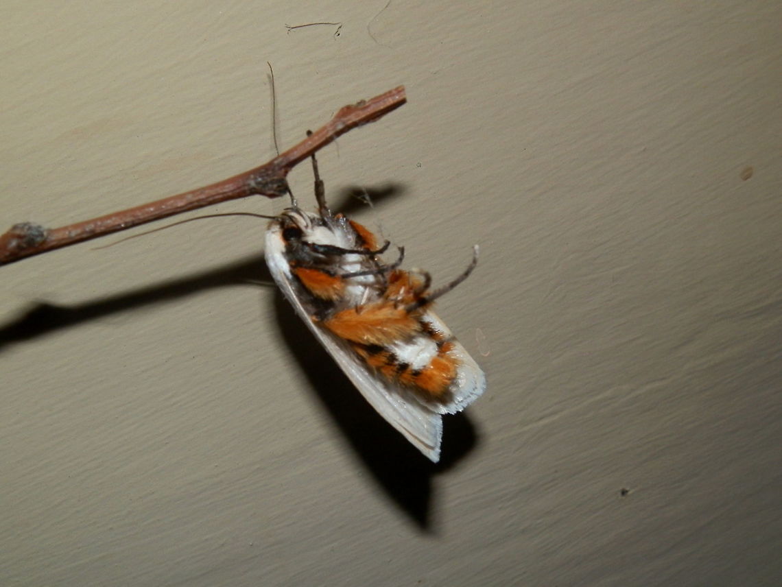 Fruit tree borer This photo shows the underside of the moth in the previous post.<br />
I tried to move the moth from the lights as there were many spiders lurking in the fixtures waiting to feast on insects attracted to the lights. As I did so, the moth clung to the small stick and curved the tip of its abdomen and laid on its back making no attempt to fly away. This reportedly is a behaviour seen in this species, which is interesting. <br />
 Australia,Geotagged,Maroga melanostigma,Spring