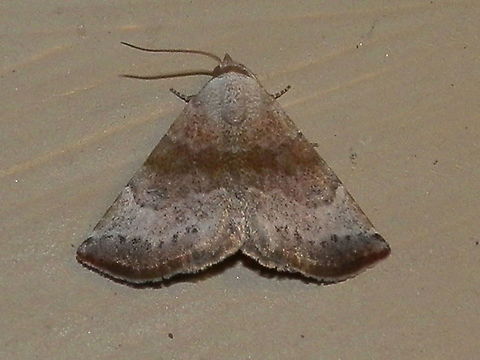 Mini owlet moth (Mataeomera mesotaenia) This triangle-shaped erebid moth had fawn coloured wings with dark submarginal areas with small dark spots along the anterior margins. The mid wing region also had a broad brown band. Wingspan was about 20 mm.
Spotted under bright garden lights on a warm night. Australia,Geotagged,Mataeomera mesotaenia,Spring,acontiinae,erebidae